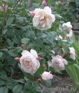 Generous Gardener, The Generous Gardener, The