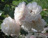 Generous Gardener, The Generous Gardener, The