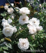 Generous Gardener, The Generous Gardener, The