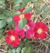 Candia Meillandecor Candia Meillandecor
