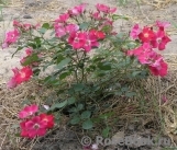 Candia Meillandecor Candia Meillandecor