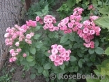 Lovely Lydia® Lovely Lydia®
