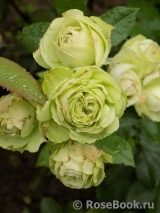 Lovely Green ® Lovely Green ®