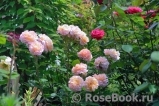 Augusta Luise Augusta Luise