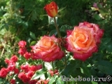 Red Gold Red Gold