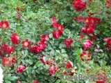 Rouge Meillandecor Rouge Meillandecor