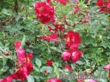 Rouge Meillandecor Rouge Meillandecor