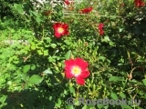Rouge Meillandecor Rouge Meillandecor