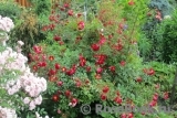 Rouge Meillandecor Rouge Meillandecor