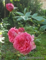 La Rose de Molinard ® La Rose de Molinard ®