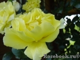 Goldener Olymp Goldener Olymp