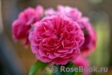 Rosarium Uetersen Rosarium Uetersen