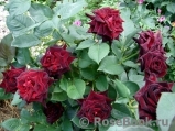 Black Baccara Black Baccara