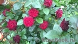 Black Baccara Black Baccara