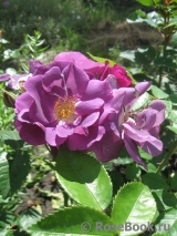 Rhapsody in Blue 