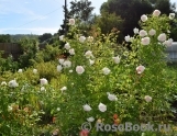 Mon Jardin et Ma Maison Mon Jardin et Ma Maison
