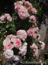 Mariatheresia Mariatheresia