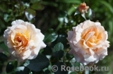 Marjolaine ® Marjolaine ®