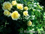 Papillon - Papillon -