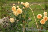 Crown Princess Margareta® Crown Princess Margareta®
