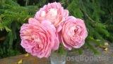 Jubilee Celebration® Jubilee Celebration®