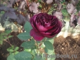 Darcey Bussell Darcey Bussell