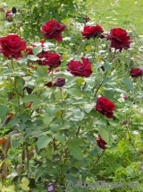 Le Rouge et le Noir Le Rouge et le Noir