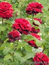 Le Rouge et le Noir Le Rouge et le Noir