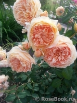 Crown Princess Margareta® Crown Princess Margareta®