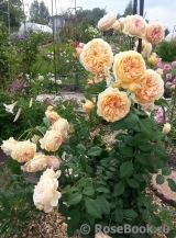 Crown Princess Margareta® Crown Princess Margareta®