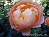 Lady of Shalott Lady of Shalott