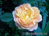 Lady of Shalott Lady of Shalott