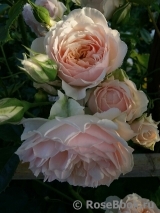 Ginger Syllabub Ginger Syllabub