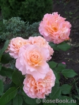 Augusta Luise Augusta Luise