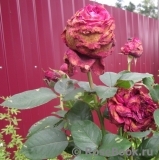 Rose des 4 Vents Rose des 4 Vents