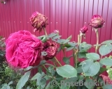 Rose des 4 Vents Rose des 4 Vents
