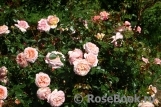 Abraham Darby Abraham Darby