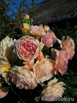Crown Princess Margareta® Crown Princess Margareta®