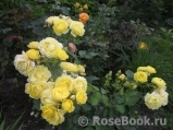 Golden Border Golden Border