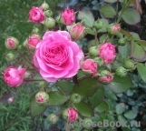 Baronesse Baronesse
