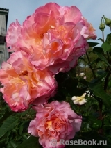 Augusta Luise Augusta Luise