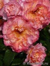 Augusta Luise Augusta Luise