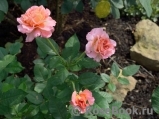 Augusta Luise Augusta Luise