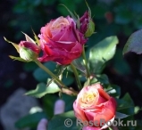 Cherry Brandy ® Cherry Brandy ®
