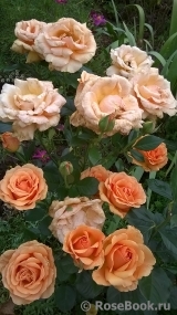 Ashram Ashram