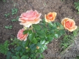 Ashram Ashram