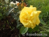 Golden Wedding (-) Golden Wedding (-)