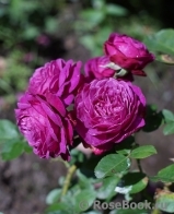 Heidi Klum Rose Heidi Klum Rose
