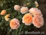 Sangerhauser Jubilaumsrose Sangerhauser Jubilaumsrose