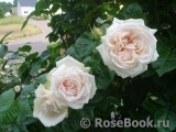 Madame Anisette ® Madame Anisette ®